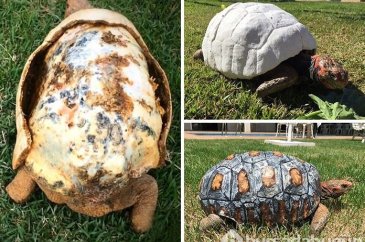 3D lazer teknolojisiyle bir ilk: Kaplumbağa kabuğu