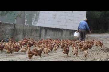 'Tavukların efendisi' adeta para basıyor!