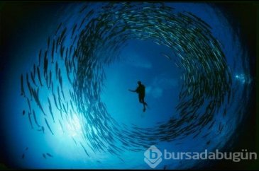 Muhteşem su altı fotoğrafları
