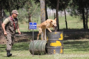 Bursa'da kahraman köpeklerden nefes kesen gösteri