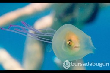 Hiç denizanasında balık gördünüz mü?