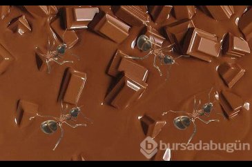 Korkunç gerçekler! Bir paket çikolatada kaç böcek var?