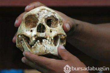 Hobbitlerin atalarına ait fosiller bulundu

