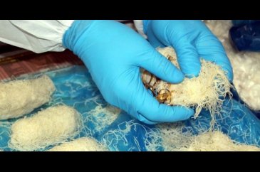 Bir il kadayıf dolmasından çıkanlarla sarsılmıştı
Cezası ağır oldu