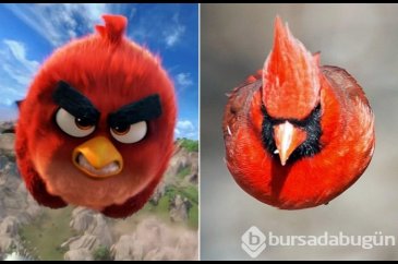 Herkes bunu konuşuyor: Angry Bird'ün gerçeğiyle tanışın