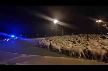Koyunlar çobanı uyutup geceye 'aktı'