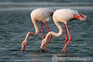 Birlikten önce kuvvet, sonra 17 bin flamingo doğdu