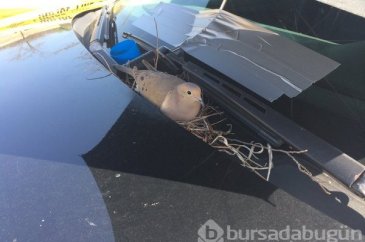 Anne güvercin yuva yapmak için bakın nereyi seçti?