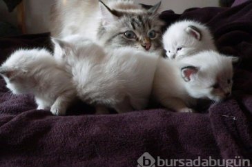 Fotoğraflarla hayvanlar &acirc;leminin annelerine bir bakış