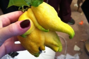 Hiç kendisini fil ya da biber zanneden 'limon' görmüş müydünüz?
