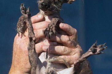 İşte dünyanın en çirkin köpeği
