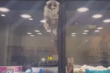 Petshop'da yalnız bırakılan yavru isyan etti; ve bakın ne yaptı?