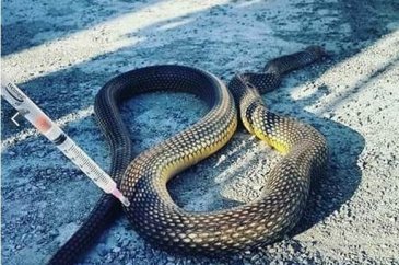 Motordan çıktı. 3 metre uzunluğunda...