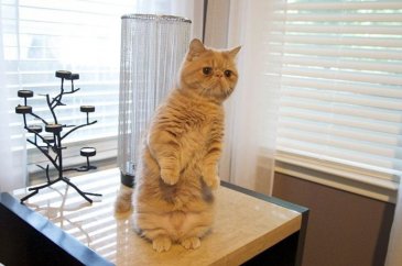 Sürekli iki ayağının üstünde duran 'insan kedi' George'la tanışın