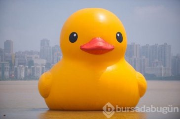 Dünyanın en büyük ördeği Çin sularında