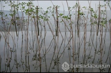 Rio'da korkutucu kirlilik