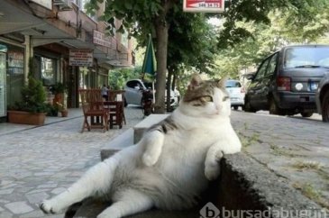 Kadıköy'ün kedisi ''Tombili'' heykeli açıldı