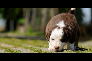 Alexandra Horowitz: Köpekler zamanı kokluyor
