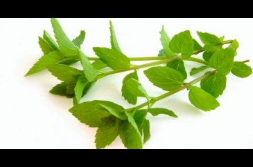 Erkeklerin imdadına yetişiyor