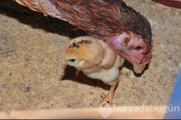 Dört ayaklı civciv görenleri şaşırttı