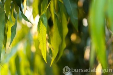 Burun tıkanıklığı için bitkisel çözümler