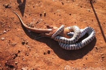 Vahşi doğanın en sıradışı fotoğrafları