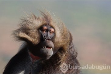 2016 National Geographic yarışmasından en iyi kareler