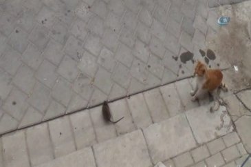 Kediye kafa tutan fare