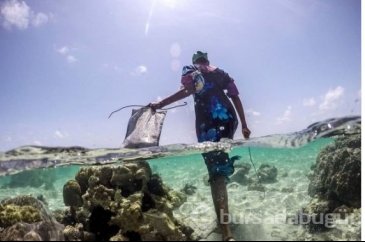 Zanzibar'ın ahtapot avcıları