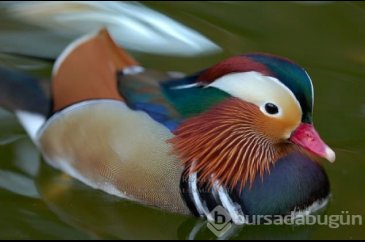 Sadakat ve sevginin sembolü mandarin ördekleri