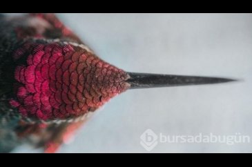 2016 National Geographic'de en iyi doğa fotoğrafları