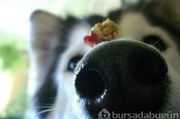 Kedi gibi davranan köpek