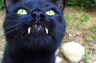 Vampir kedi 'Maymun'!