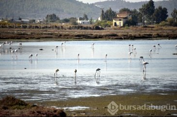 Flamingolar Bodrum'a gelmeye başladı