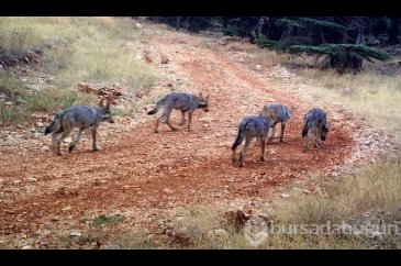 Sonunda onları yaşatmayı başardılar