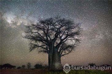 Dünyanın en yaşlı ağaçlarının muhteşem fotoğrafları