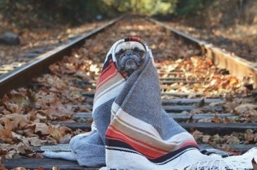Köpeğiyle dünyayı geziyor