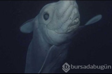 Hayalet köpek balığı il kez görüntülendi