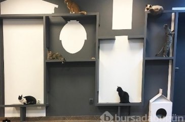Bu kafe sadece kediler için