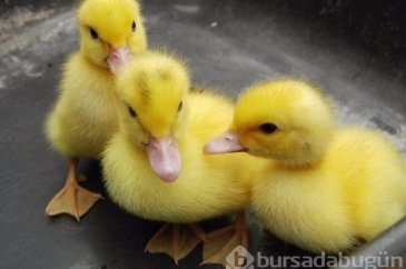 İşte bilinmeyen keşifler