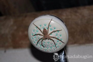 En kötü 10 tuvalet kabusu!