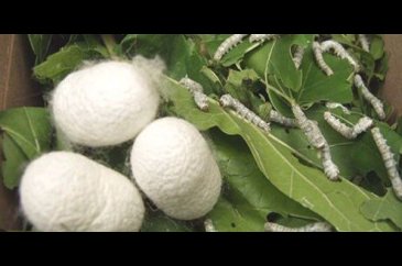 Ameliyatlar "Bursa ipeği"yle yapılacak!