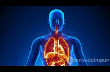 İnsan vücudunda yeni bir organ keşfedildi