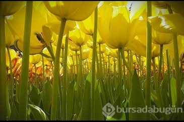 National Geographic'in Çocuk Fotoğraf Yarışması'nı kazanan küçük fo...
