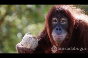 Orangutanlar tabletten eş seçiyor!