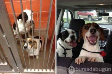 Köpeklerin sahiplenilmeden önce ve sonraki halleri