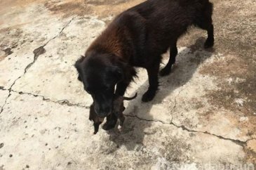 Sesleri takip etti, küçük köpeği kurtardı