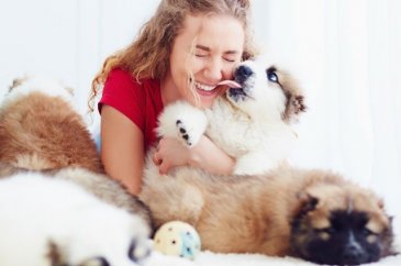 Köpekler neden yalar?