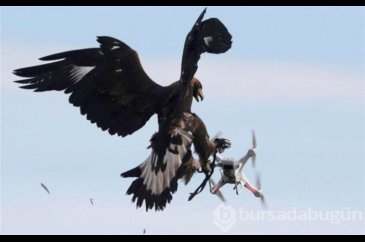 Kartallar izinsiz uçan Drone'ları avlayacak!
