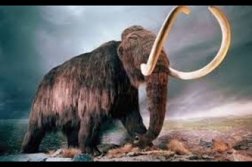 İki yıl içinde mamut yaratılabilir!